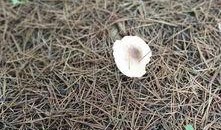 前女友爆料毒蘑菇视频